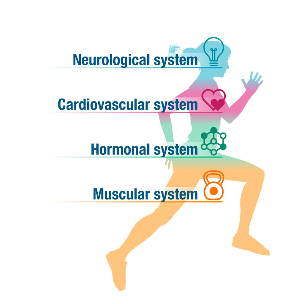 an infographic of a runner with the four systems impacted by aging: neurological, cardiovascular, hormonal and muscular 