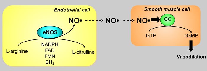 how-nitric-oxide-works