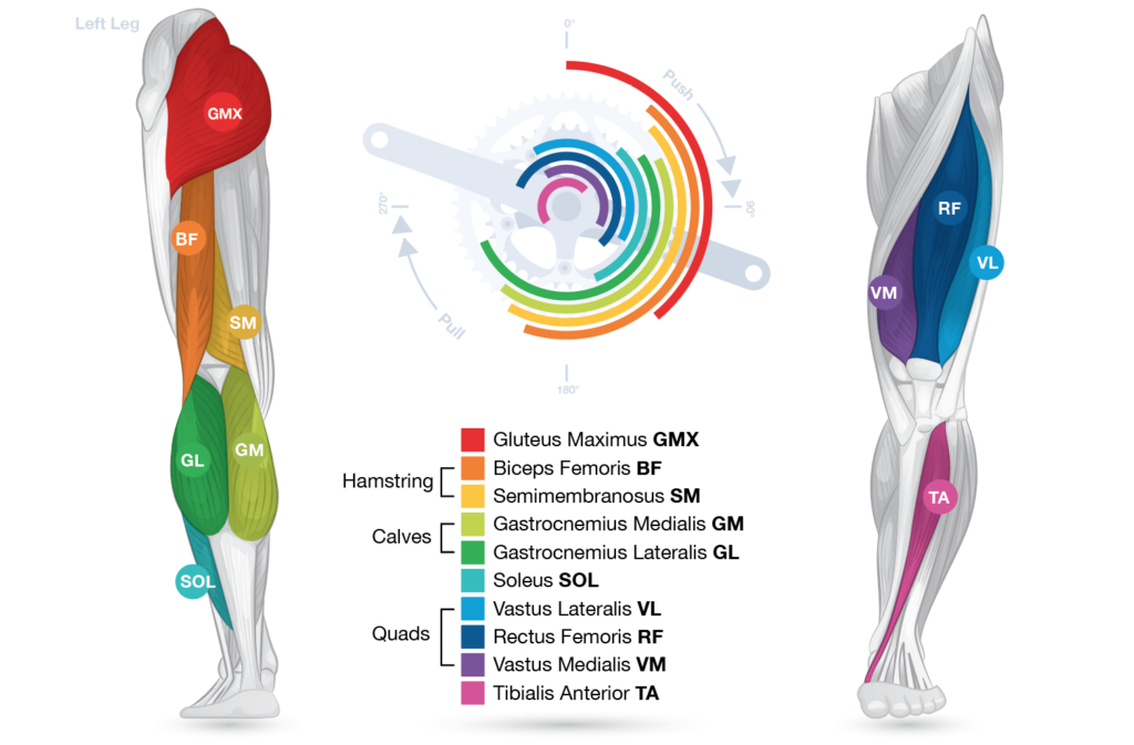 Graphic showing muscles used in hamstring, calves, and quads in the left leg during each rotation of the wheel while cycling. 